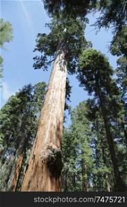   in USA inside sequoia national  park the beauty of amazing nature tourist destination
