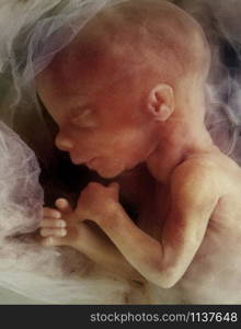 In-vitro image of a human fetus in the womb prior to birth - approx 12 weeks. after conception