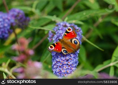 Inachis io sitting on a blue flower in a garden