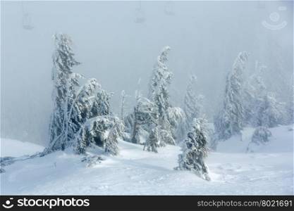 Inclined icy snowy fir trees on winter morning hill and chairs of ski lift in fog.