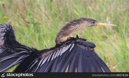 Includes two shots. An Anhinga dries its feathers in the wind in the Everglades, Fl