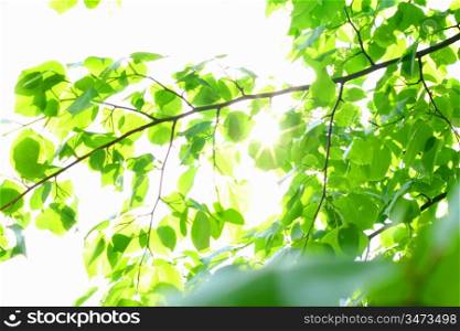 incredible green leaf foliage nature gbackground