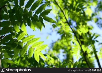 incredible green leaf foliage nature gbackground