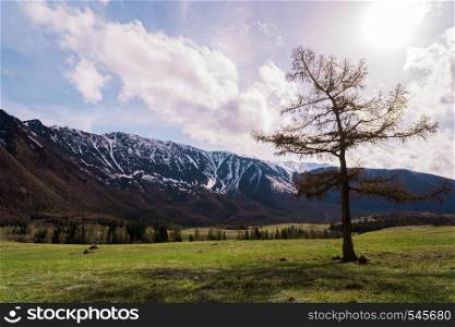 incredible landscape of a tree standing on the background of the peaks of the Altai mountains and running clouds. incredible landscape of a tree standing on the background of the peaks of the Altai mountains and running clouds.
