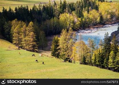 incredible Landscape valley of the Altai mountains with trees, hills and river.. incredible Landscape valley of the Altai mountains with trees, horse and river