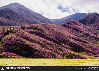 incredible view of Altai valley with hills covered with purple flowers of maralnik.. incredible view of Altai valley with hills covered with purple flowers of maralnik
