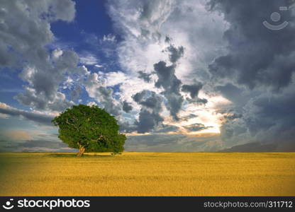 Incredibly beautiful Nature.Art photography.Fantasy design.Creative Background.Amazing Colorful Landscape.Lonely tree.Relax.One tree and perfect grass field,beautiful cloudscape.Beautiful Sunset.