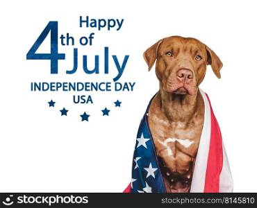 Independence Day. Adorable, lovely brown puppy and American Flag. Closeup, indoors. Studio shot. Congratulations for family, loved ones, friends and colleagues. Pets care concept. Lovable, pretty brown puppy and party hat