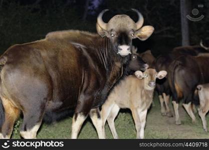 Indian bison - gaur - mother and calf