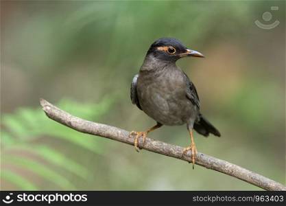 Indian blackbird, male, Turdus simillimus, Salim Ali Bird Sanctuary, Thattekad, Kerala, India