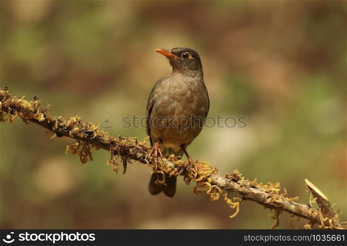 Indian blackbird, Turdus simillimus, female at Ganeshgudi in Karnataka, India. Indian blackbird, Turdus simillimus, female, Ganeshgudi, Karnataka, India