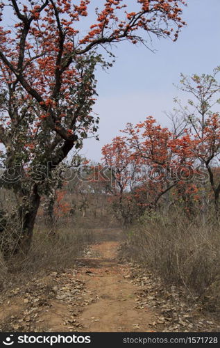 Indian Bombax Ceiba or Kopak Silk Cotton Tree , Betla , Jharkhand, India