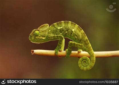 Indian Chameleon, Chamaeleo zeylanicus, Bandipur National Park, Karnataka, India.. Indian Chameleon, Chamaeleo zeylanicus, Bandipur National Park, Karnataka, India