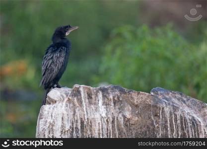 Indian cormorant, Phalacrocorax fuscicollis, Bokaro steel city, Jharkhand, india