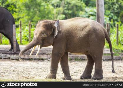 Indian Elephant child, Malaisia.&#xA;