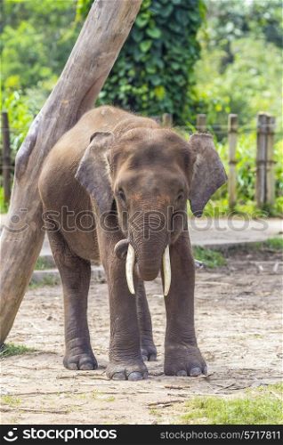 Indian Elephant child, Malaisia.&#xA;