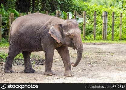 Indian Elephant, Malaisia.&#xA;