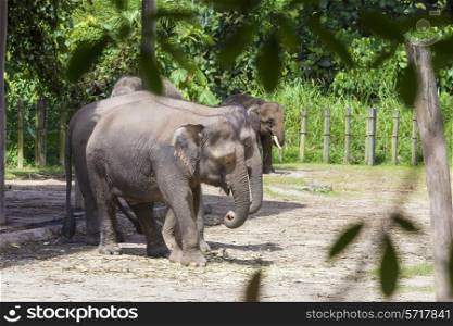 Indian Elephants, Malaisia.&#xA;