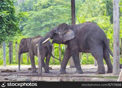 Indian Elephants, Malaisia.&#xA;