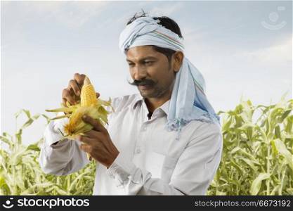 Indian farmer checking quality of corn in field