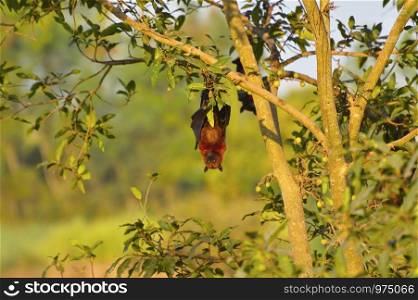 Indian Flying Fox, Pteropus giganteus hanging upside down from a tree near Sangli, Maharashtra, India