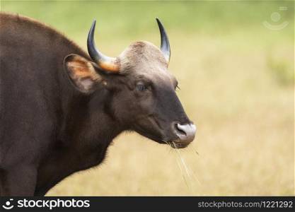 Indian Gaur also called the Indian bison, Bos gaurus, Tadoba, Maharashtra, India,