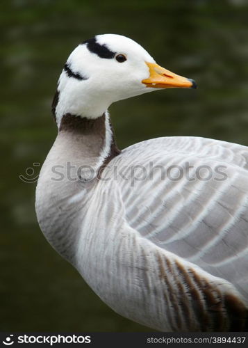 Indian goose looking back with green water background