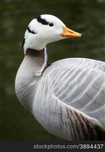 Indian goose looking back with green water background