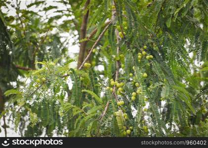 Indian Gooseberries or Amla fruit on tree with green leaf / Phyllanthus emblica traditional Indian gooseberry tree for Ayurvedic herbal medicines and snack