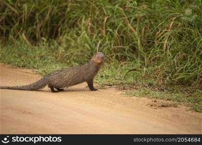 Indian grey mongoose crossing road, Herpestes edwardsi, Jhalana, Rajasthan, India