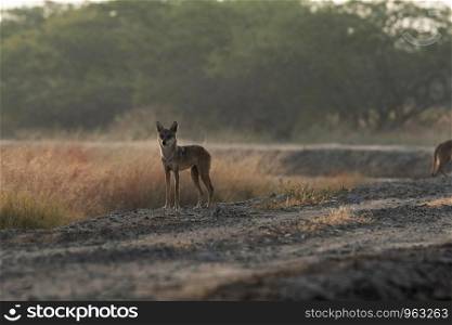 Indian grey wolf, Canis lupus pallipes, Blackbuck National Park, Velavadar, Gujarat, India