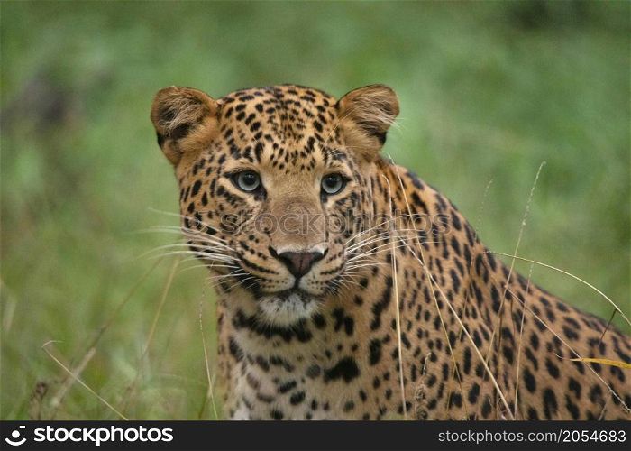Indian Leopard closeup face portrait, Panthera pardus fusca, Jhalana, Rajasthan, India