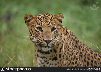 Indian Leopard closeup face portrait, Panthera pardus fusca, Jhalana, Rajasthan, India