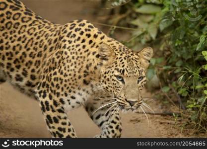 Indian Leopard closeup shot, Panthera pardus fusca, Jhalana, Rajasthan, India