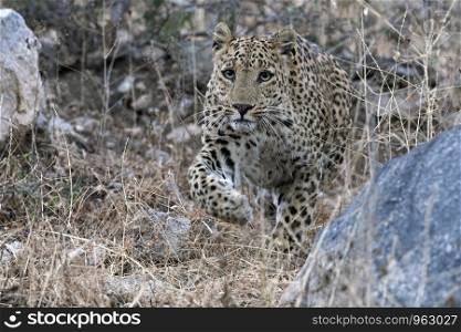 Indian leopard, Jhalna Forest Reserve, Jaipur, Rajashthan.