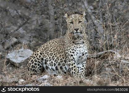Indian Leopard, Jhalna Forest Reserve, Jaipurr, Rajashthan.