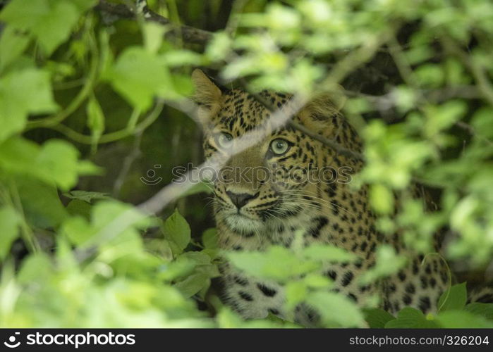 Indian leopard, Panthera pardus fusca, Jhalana, Rajasthan state of India. Indian leopard, Panthera pardus fusca, Jhalana, Rajasthan, India.