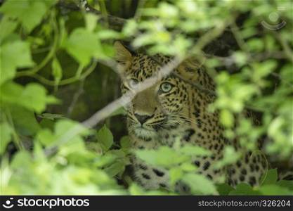 Indian leopard, Panthera pardus fusca, Jhalana, Rajasthan state of India. Indian leopard, Panthera pardus fusca, Jhalana, Rajasthan, India.