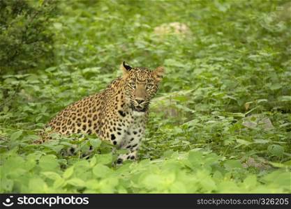 Indian leopard, Panthera pardus fusca, Jhalana, Rajasthan state of India. Indian leopard, Panthera pardus fusca, Jhalana, Rajasthan, India.