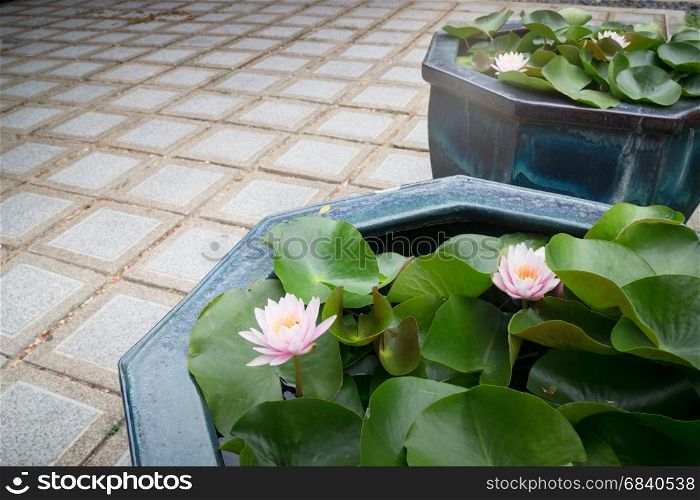Indian Lotus Nucifera Flower Bloom, stock photo