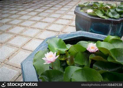 Indian Lotus Nucifera Flower Bloom, stock photo