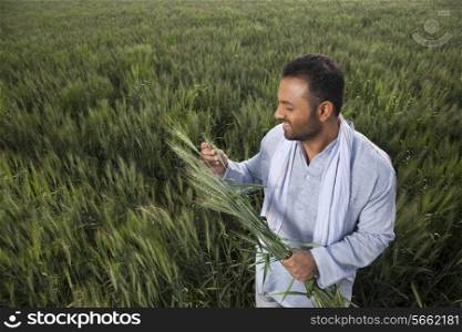 Indian man holding crop plant