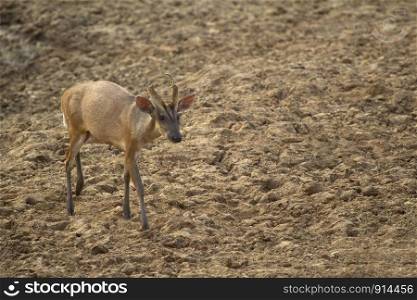Indian muntjac, Muntiacus muntjak or barking deer, India.. Indian muntjac, Muntiacus muntjak or barking deer, India