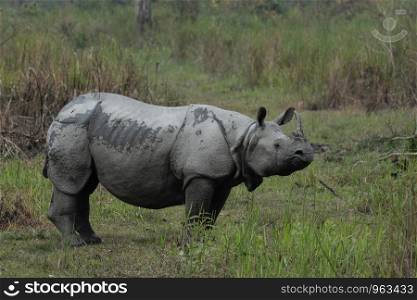 Indian one horned Rhino, Kaziranga National Park, Assam