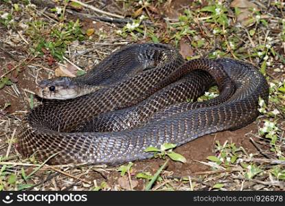 Indian or spectacled cobra (Naja naja) Naja is a genus of venomous elapid snakes. They are the most recognized, and most widespread group of snakes commonly known as cobras, Mulshi, Pune, Maharashtra, India