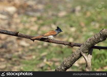 Indian Paradise Flycatcher, rufous morph, Terpsiphone paradisi, Sattal, Nainital, Uttarakhand, India.