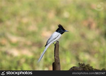 Indian Paradise flycatcher, white morph, Terpsiphone paradisi, Sattal, Nainital, Uttarakhand, India.