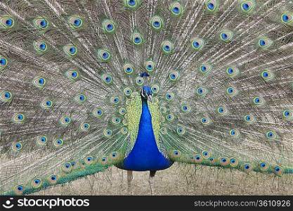 Indian Peafowl Pavo cristatus (Asiatic)with tail feathers displayed in courtship ritual