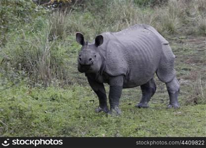 Indian rhino being curious