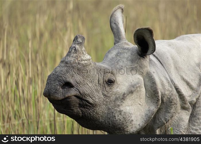 Indian rhino closeup